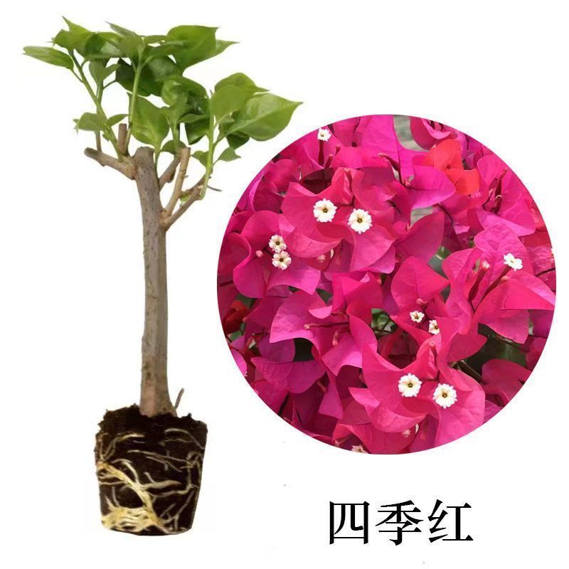 福建漳州花卉苗圃基地多色花三角梅长期供货量大从优