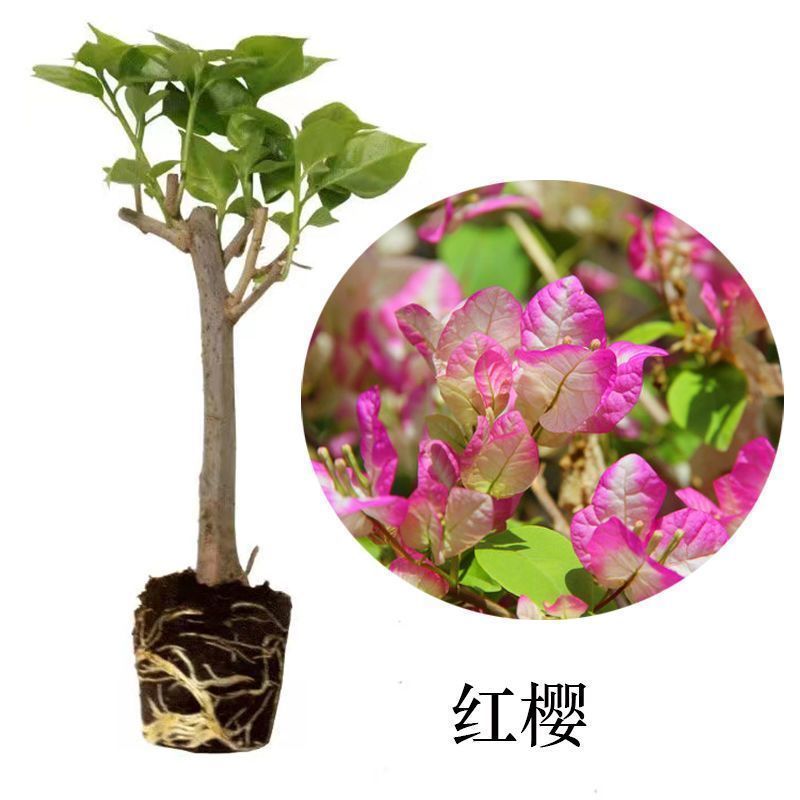 福建漳州花卉苗圃基地多色花三角梅长期供货量大从优