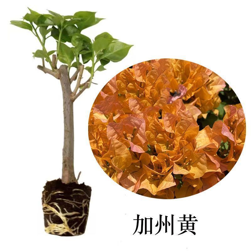 福建漳州花卉苗圃基地多色花三角梅长期供货量大从优
