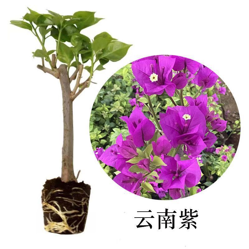 福建漳州花卉苗圃基地多色花三角梅长期供货量大从优