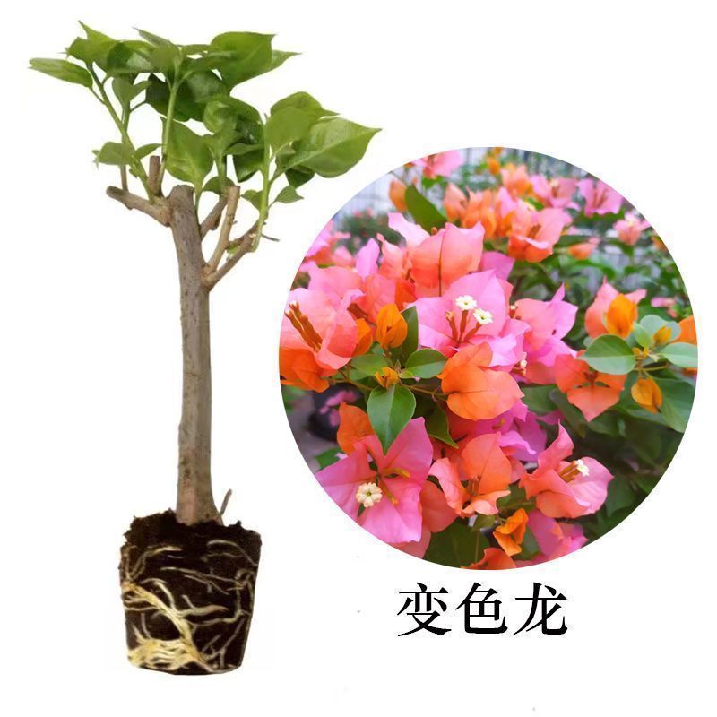 福建漳州花卉苗圃基地多色花三角梅长期供货量大从优