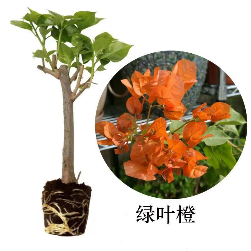 福建漳州花卉苗圃基地多色花三角梅长期供货量大从优