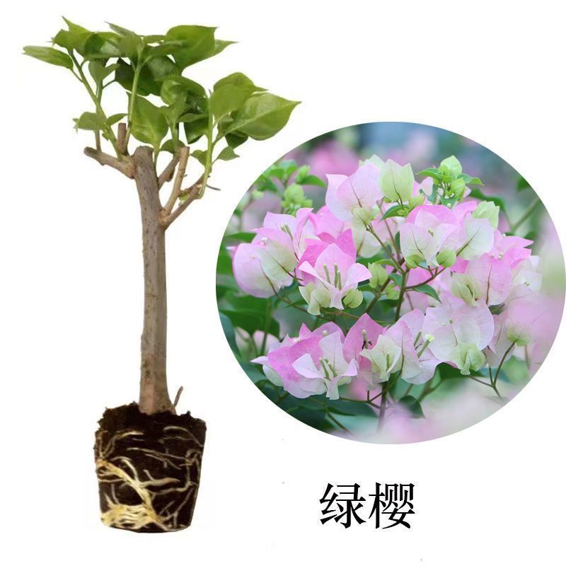 福建漳州花卉苗圃基地多色花三角梅长期供货量大从优