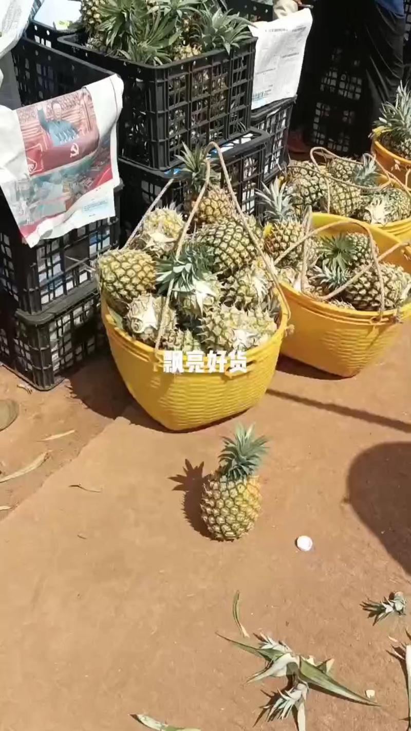 广东菠萝徐闻曲界菠萝，大量供应中，城信代办欢迎来电咨询