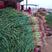 河南内黄红根蒜苗大量有货，价格不高，大量有货，质量保证