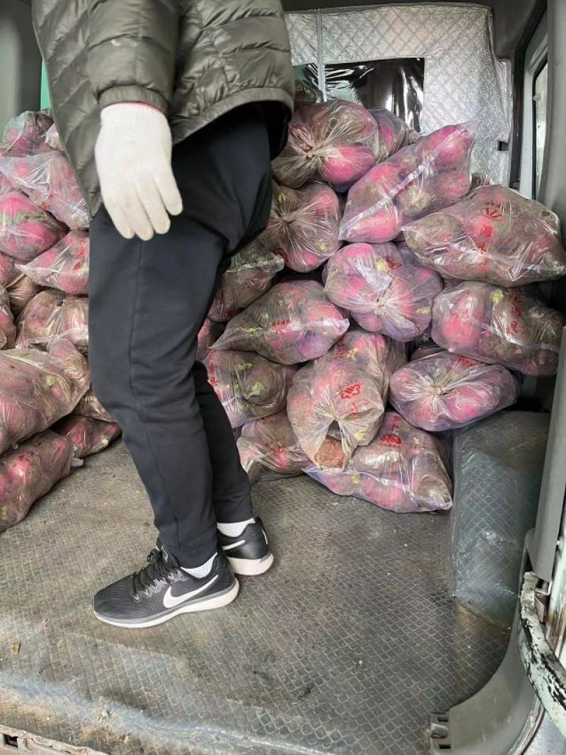凤梨萝卜彩虹凤梨萝卜冰激凌萝卜冰糖心萝卜鸭梨萝卜