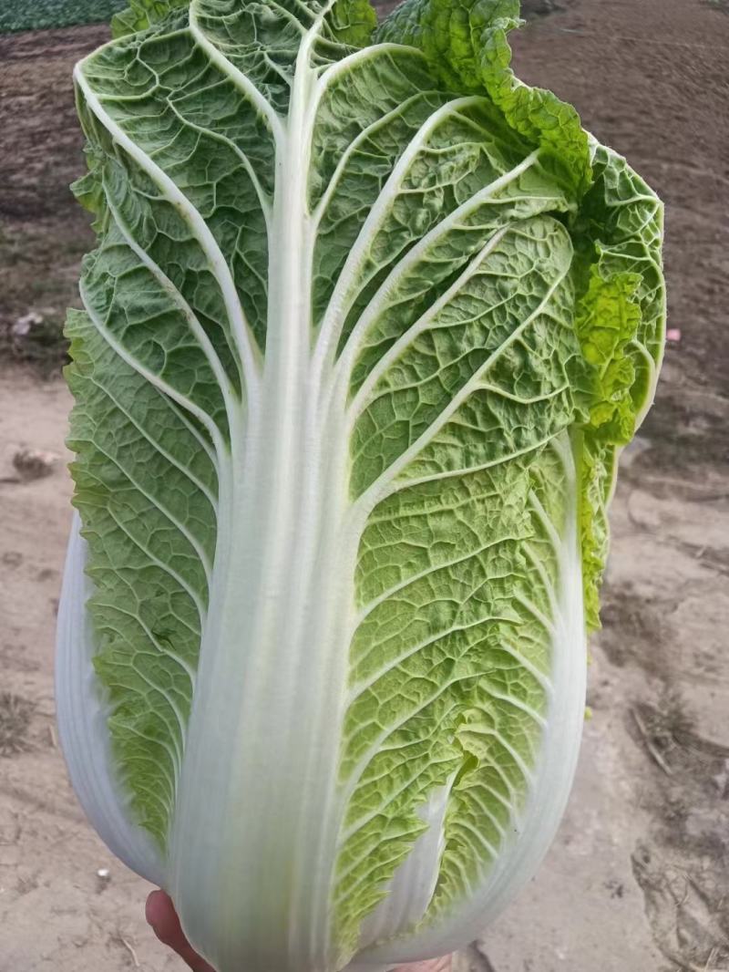 白菜，黄心大白菜，货源充足，保质保量。欢迎前来收购。