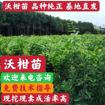 沃柑苗，柑橘苗，香橙头沃柑，无病害沃柑苗，基地批发柑橘苗