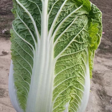 白菜，黄心矮棵大白菜，大量上市，保质保量，需要的直接电话