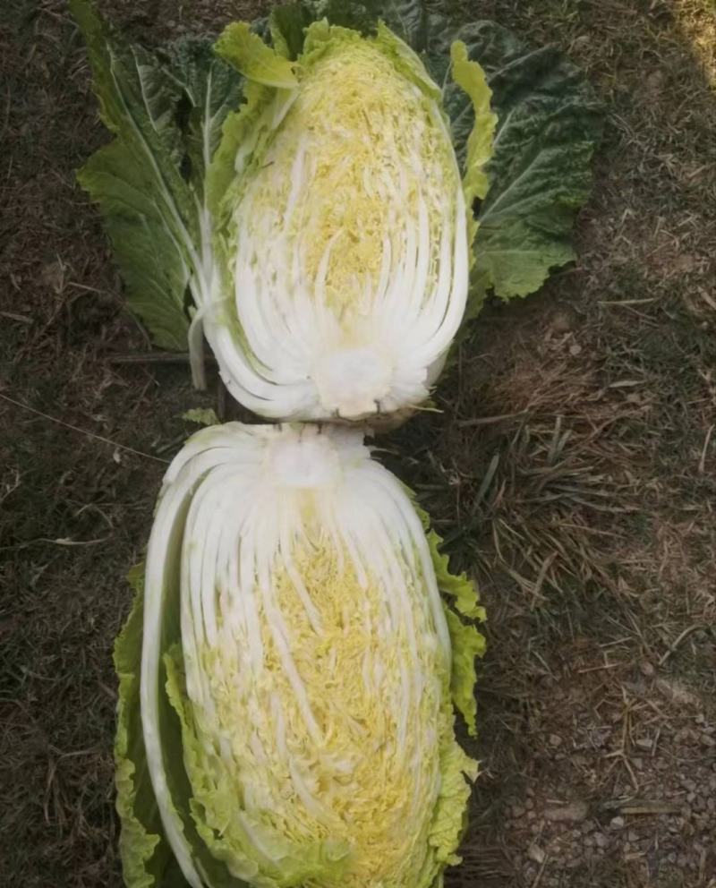 白菜，黄心矮棵大白菜，大量上市，保质保量，需要的直接电话