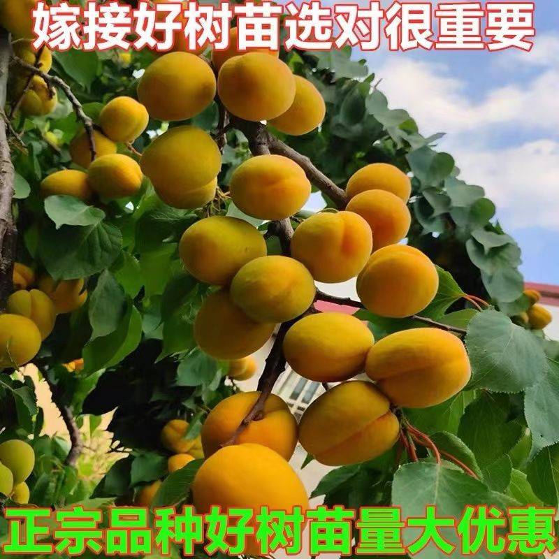 杏树苗嫁接新品杏树特大巨蜜王杏无核蜜南北方种植盆栽庭院杏