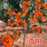 杏树苗嫁接新品杏树特大巨蜜王杏无核蜜南北方种植盆栽庭院杏