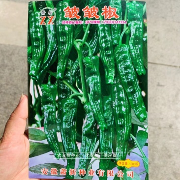 萧新皱皱椒种子杂交一代薄皮辣椒种子小皱皮辣椒籽羊角型