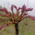 红油6号香椿芽红油香椿芽，代收，直销批发