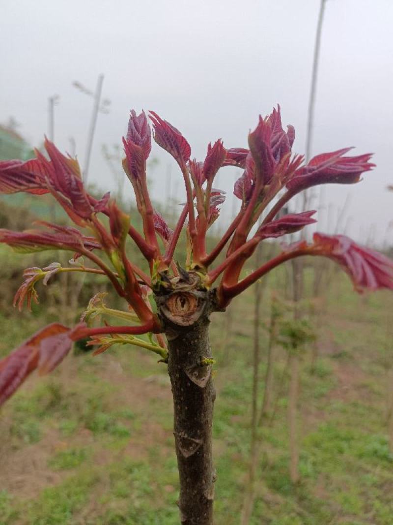 红油6号香椿芽红油香椿芽，代收，直销批发