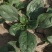 河南越冬低趴菠菜,无白点,精品质量,大量供货质量好