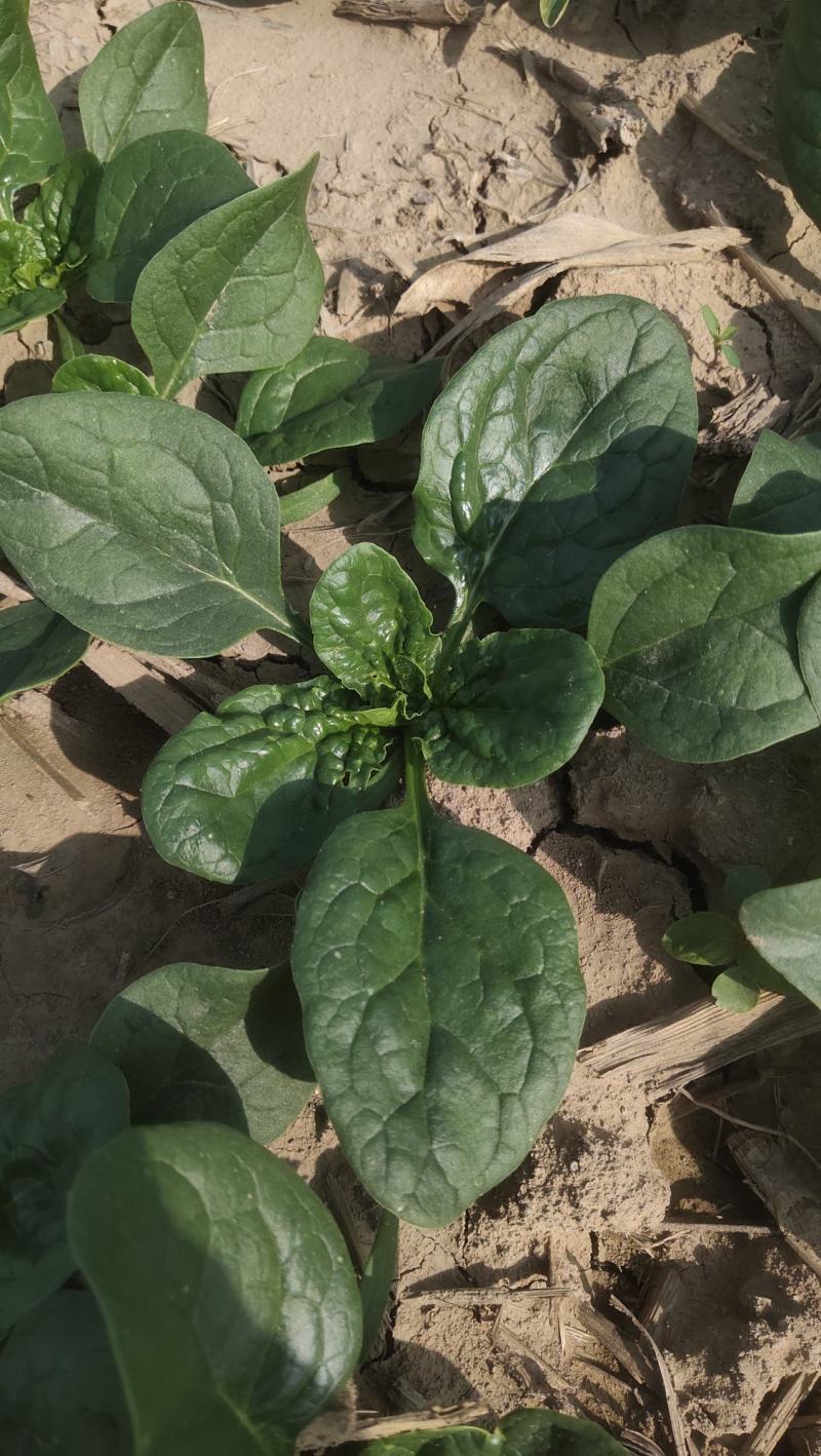 河南越冬低趴菠菜,无白点,精品质量,大量供货质量好