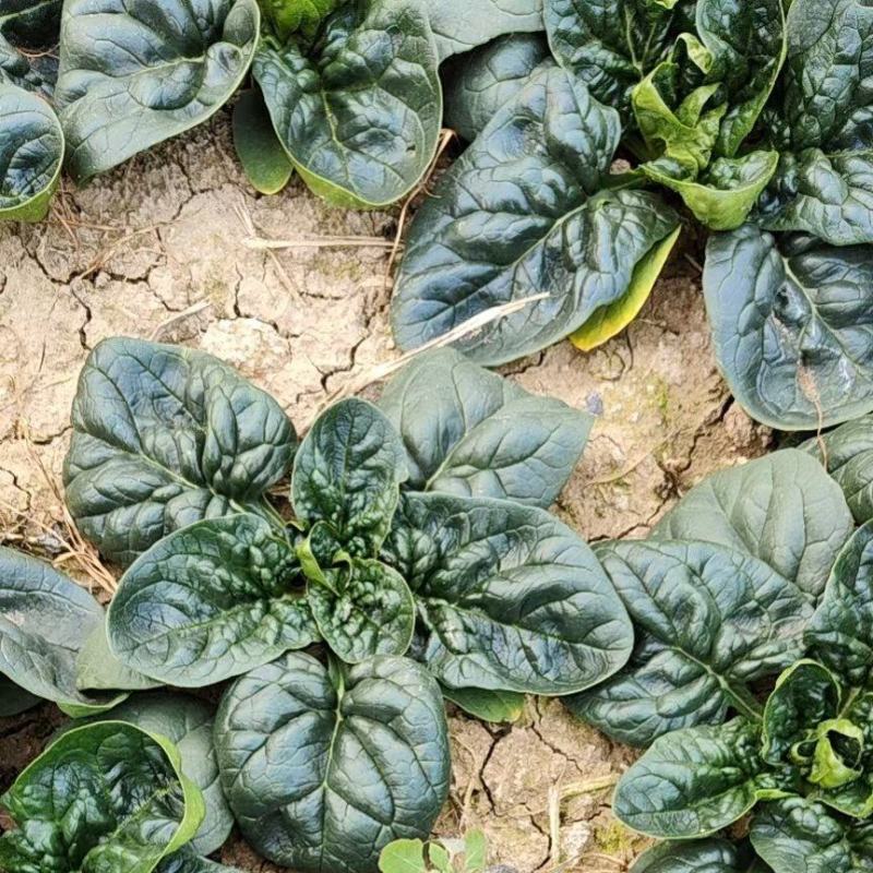 河南越冬低趴菠菜,无白点,精品质量,大量供货质量好