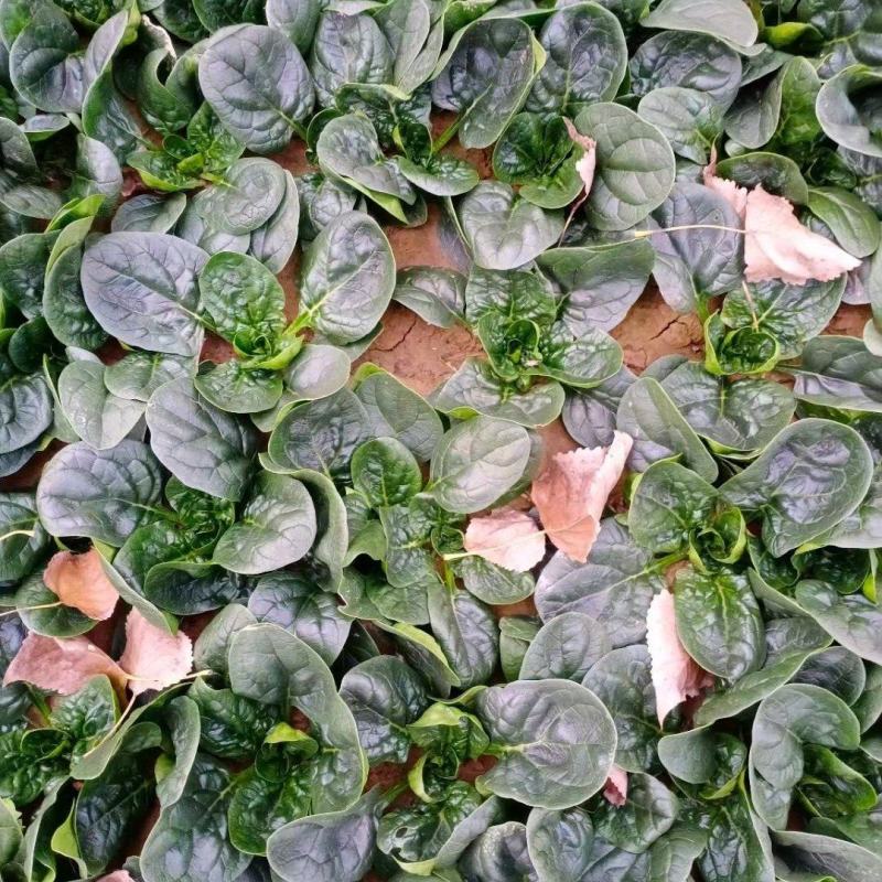 河南越冬低趴菠菜,无白点,精品质量,大量供货质量好