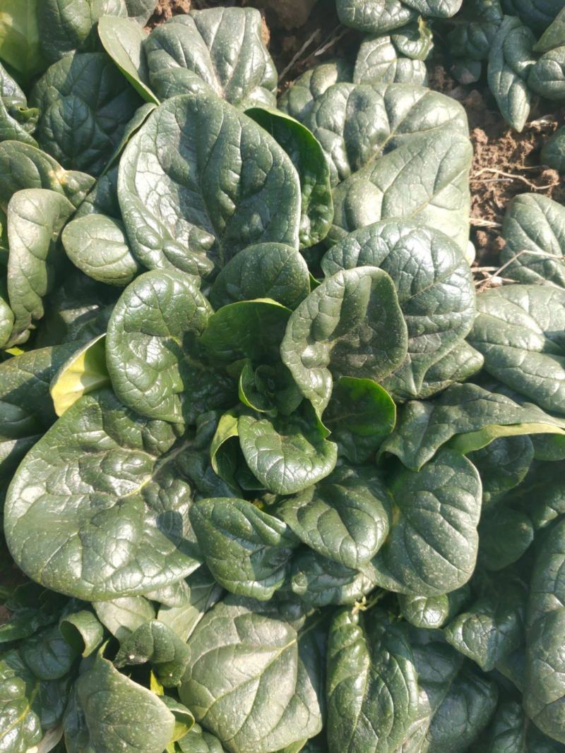河南越冬低趴菠菜,无白点,精品质量,大量供货质量好