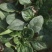 河南越冬低趴菠菜,无白点,精品质量,大量供货质量好