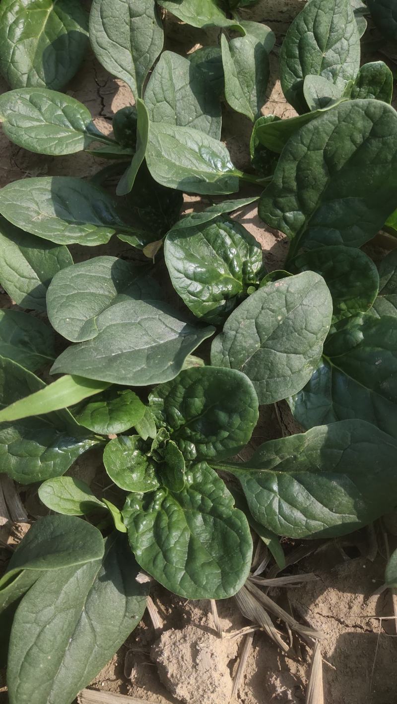 河南越冬低趴菠菜,无白点,精品质量,大量供货质量好