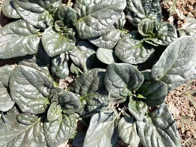 河南越冬低趴菠菜,无白点,精品质量,大量供货质量好