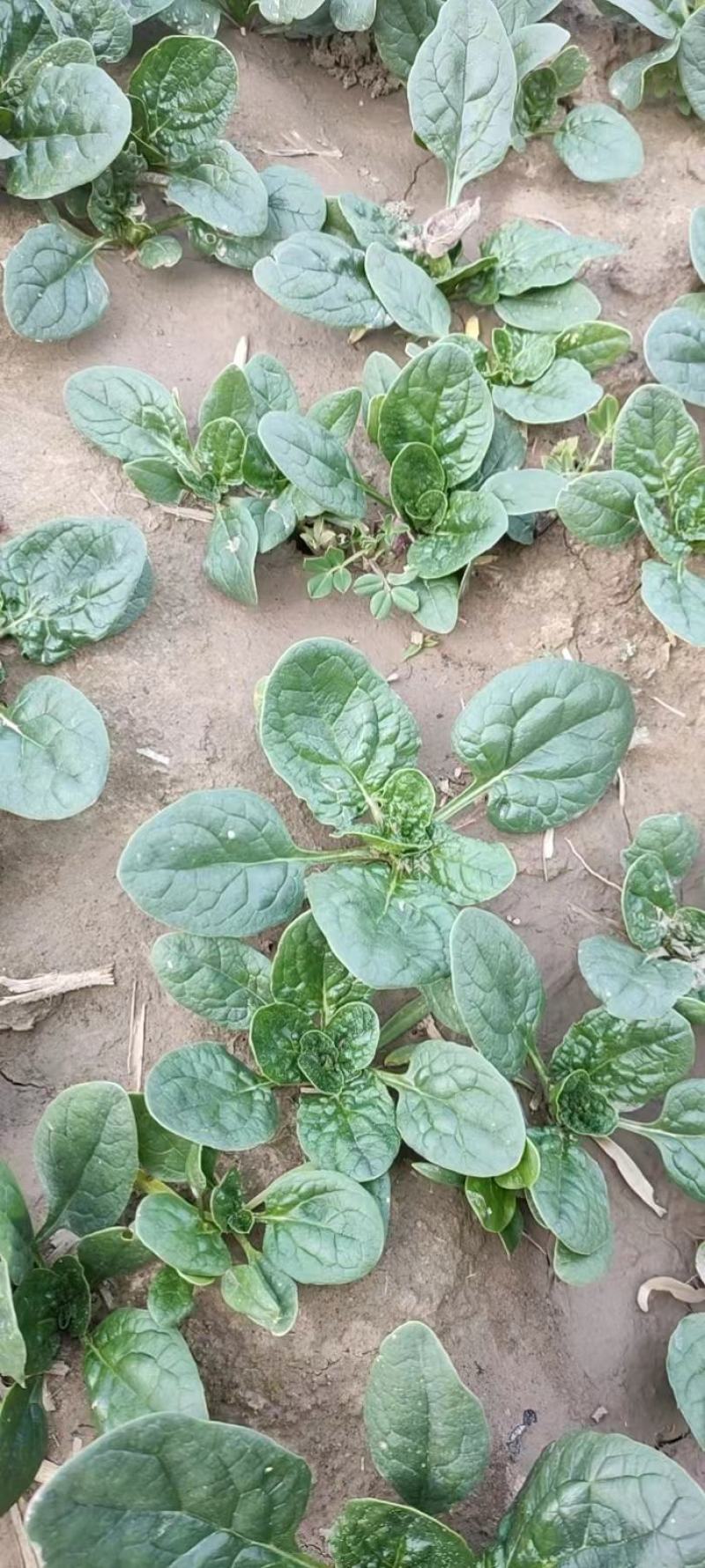 河南越冬低趴菠菜,无白点,精品质量,大量供货质量好