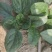 河南越冬低趴菠菜,无白点,精品质量,大量供货质量好