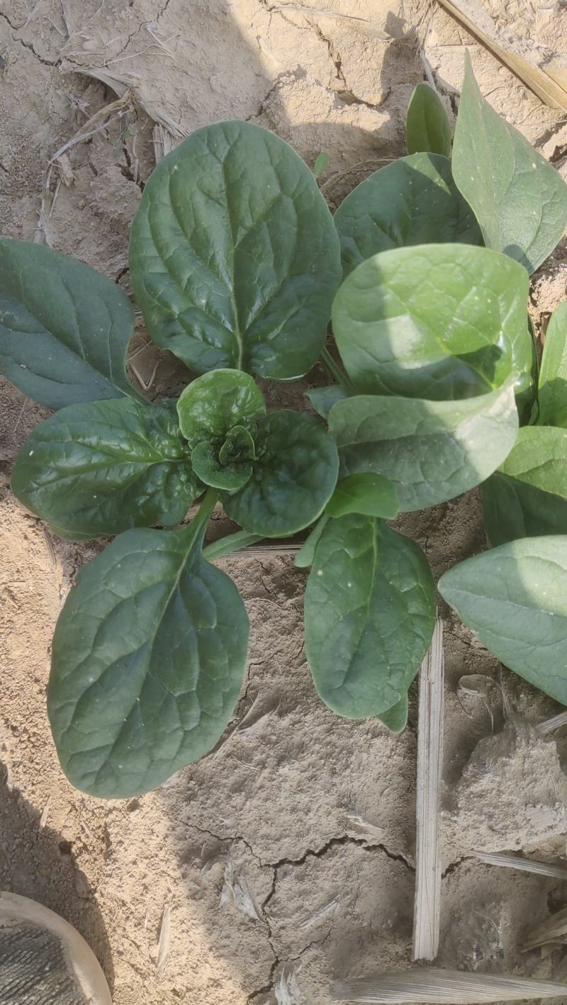 河南越冬低趴菠菜,无白点,精品质量,大量供货质量好