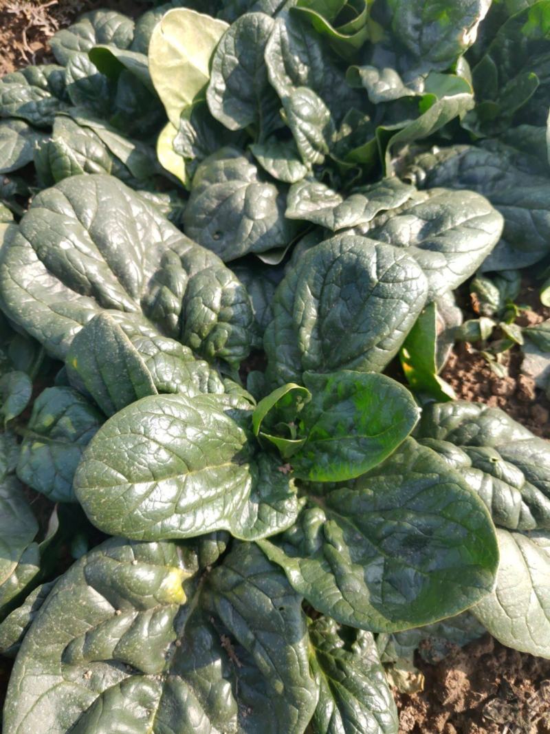 河南越冬低趴菠菜,无白点,精品质量,大量供货质量好