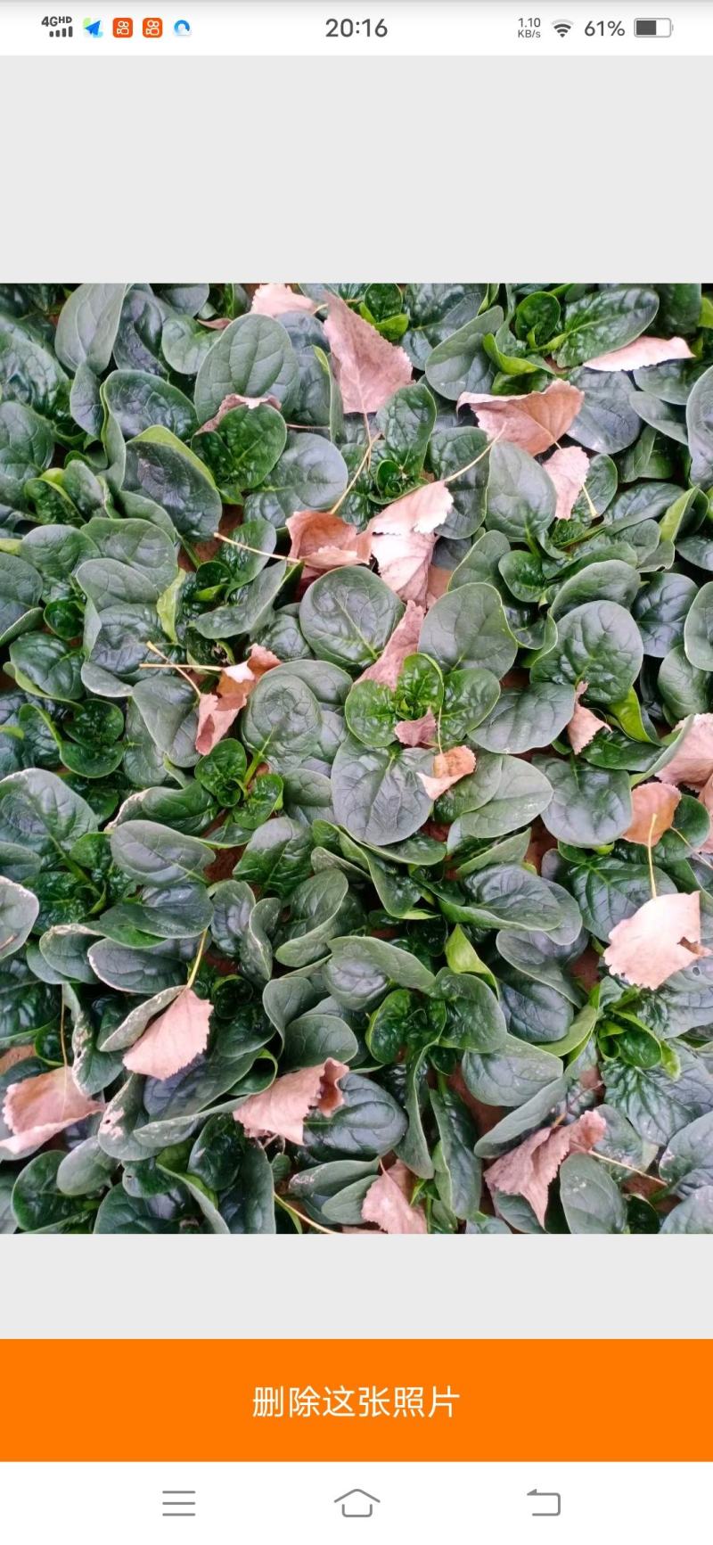 河南越冬低趴菠菜,无白点,精品质量,大量供货质量好