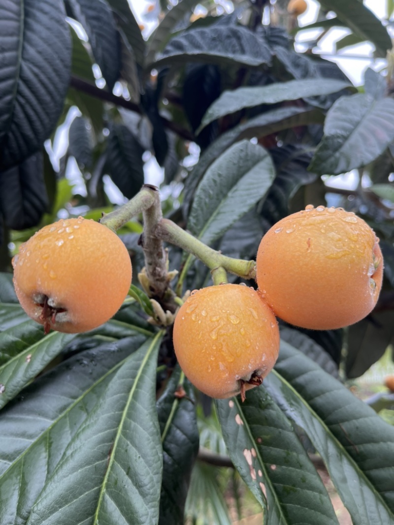 【代办】云南大五星枇杷，产地供应链，支持一件代发。