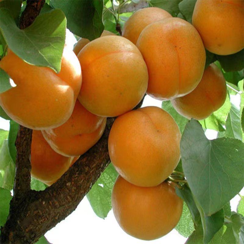 新品种杏树荷兰香蜜杏树苗荷兰香杏苗新疆吊干杏南方北方种植