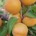 新品种杏树荷兰香蜜杏树苗荷兰香杏苗新疆吊干杏南方北方种植