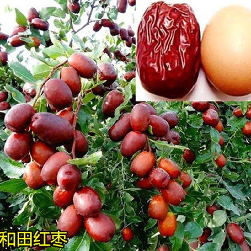 新疆和田大枣树苗特大红枣树苗枣树活苗冬枣苗南北方种植
