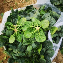 河南越冬低趴菠菜,无白点,精品质量,大量供货质量好