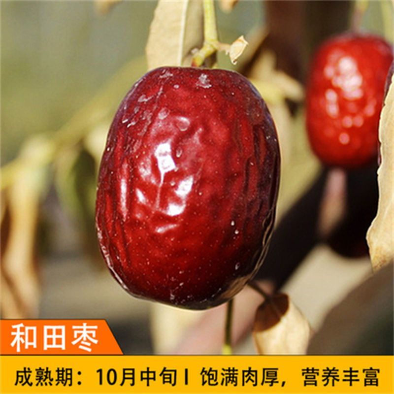 新疆和田大枣树苗特大红枣树苗枣树活苗冬枣苗南北方种植