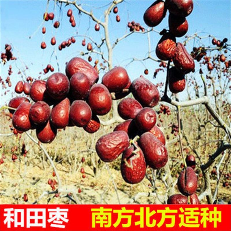 新疆和田大枣树苗特大红枣树苗枣树活苗冬枣苗南北方种植