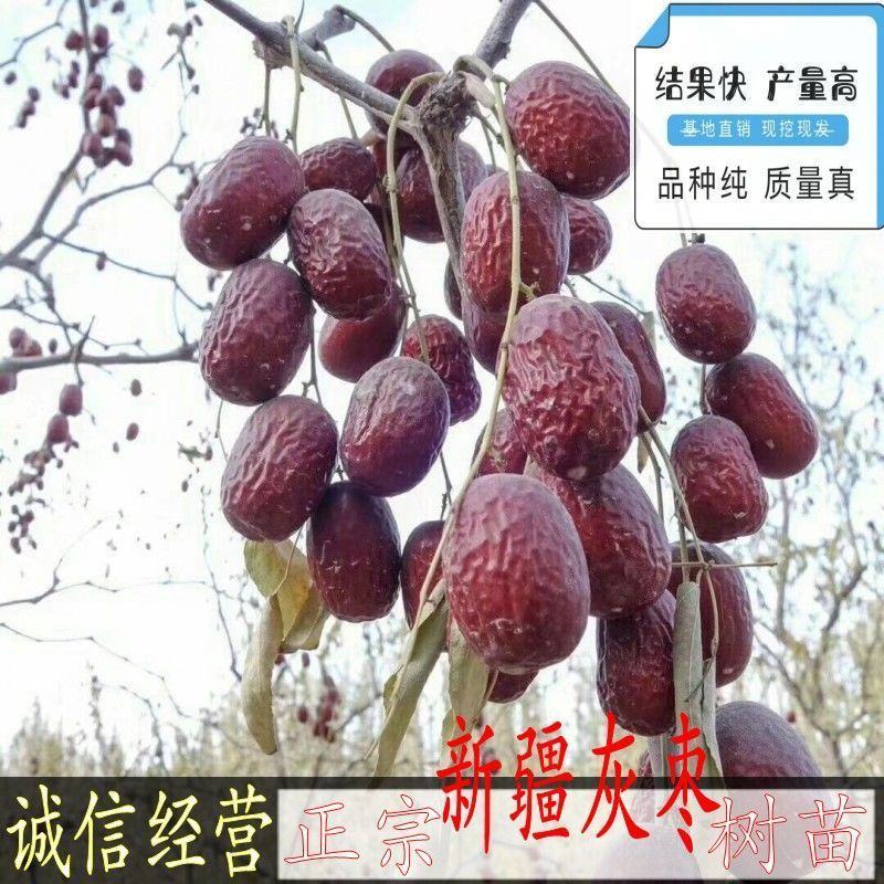 新疆和田大枣树苗特大红枣树苗枣树活苗冬枣苗南北方种植