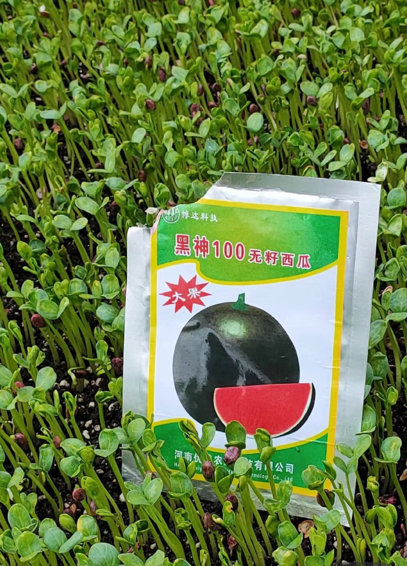 黑神100无籽西瓜种子黑皮西瓜种子抗病高产含糖量高不空心