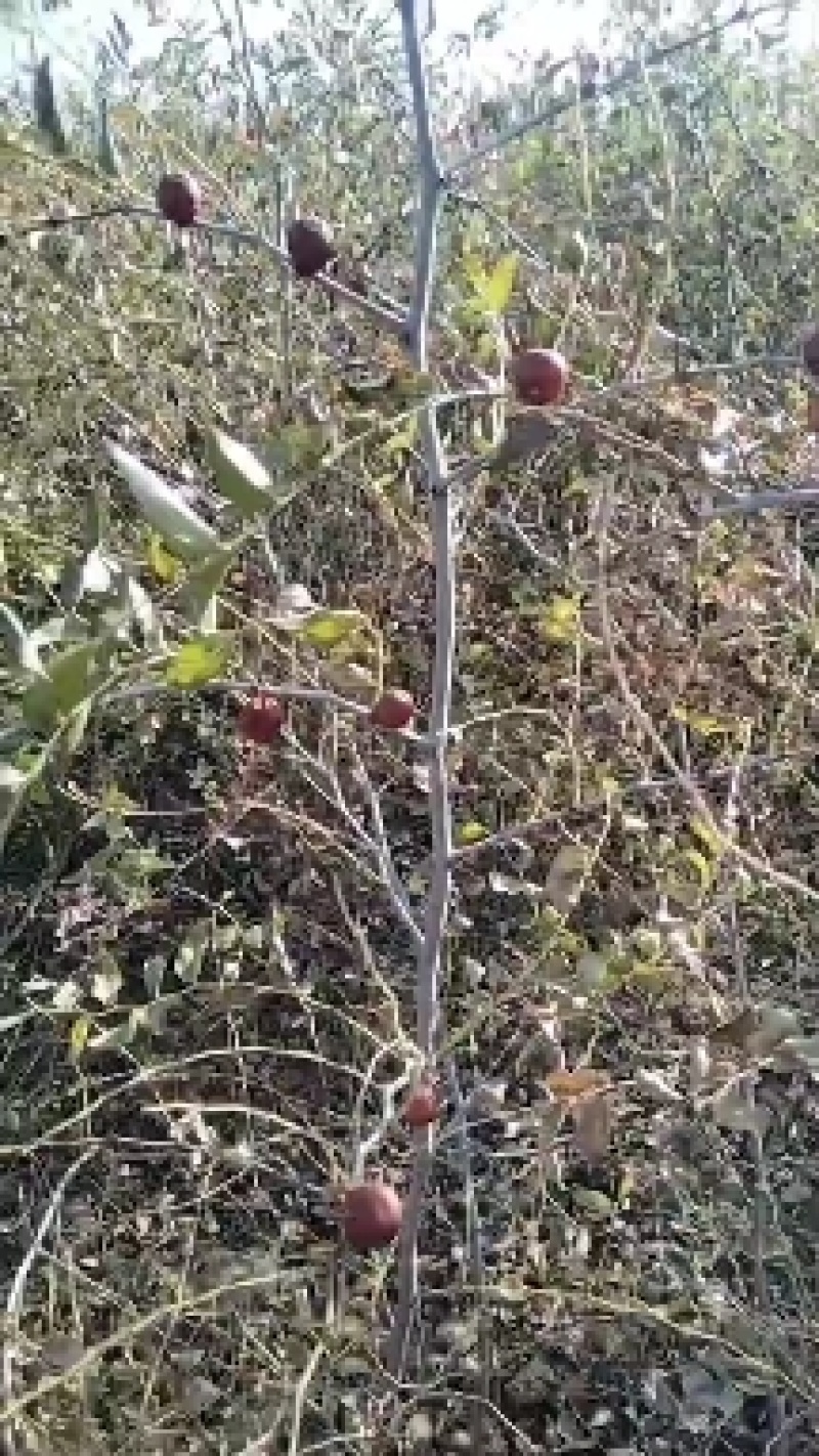 药用酸枣苗。药用价值高，易管理，产量高，出仁率高，等优点