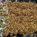 大量供应栀子果鲜切花，栀子果鲜v花，栀子花鲜切花