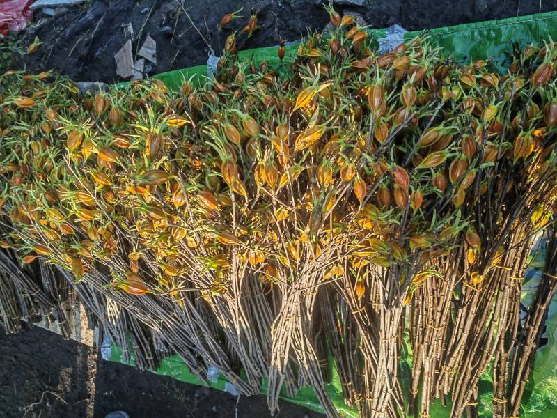 大量供应栀子果鲜切花，栀子果鲜v花，栀子花鲜切花