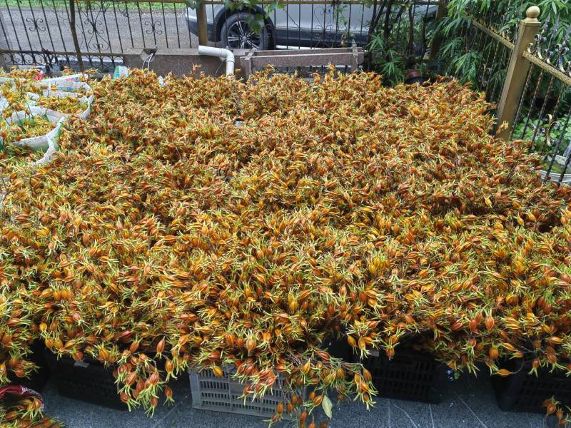 大量供应栀子果鲜切花，栀子果鲜v花，栀子花鲜切花