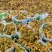 大量供应栀子果鲜切花，栀子果鲜v花，栀子花鲜切花