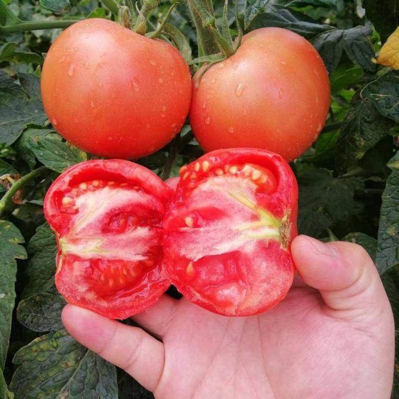 农博粉帝番茄种子早熟西红柿种籽果大口感好耐低温抗病强