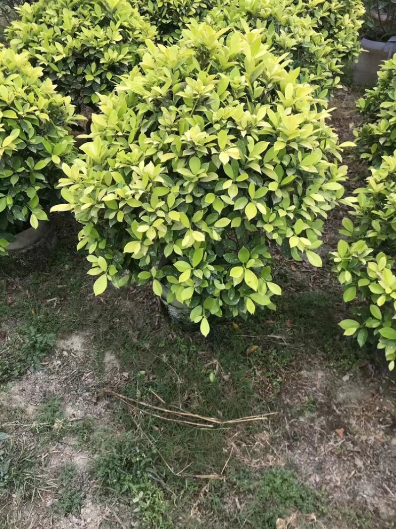 黄金榕球形大小都有货