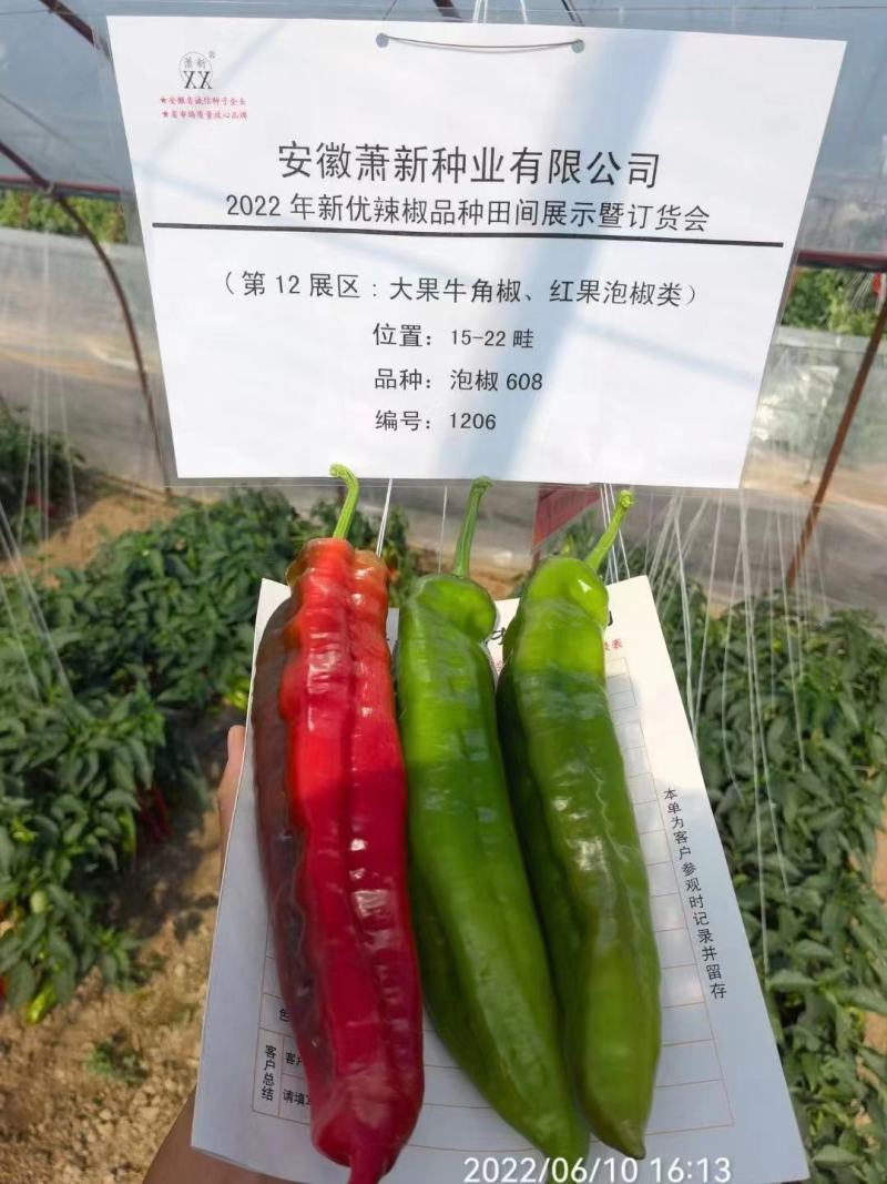 萧新泡椒608辣椒种子高产早熟亮绿色泡椒种子中辣
