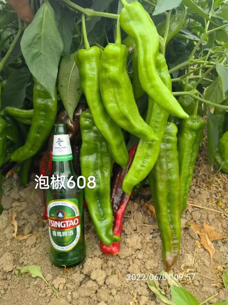 萧新泡椒608辣椒种子高产早熟亮绿色泡椒种子中辣
